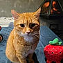 cat, orange_cat, tabby, indoor, table, tablecloth, plush_toy, strawberry_toy, fireplace, cozy, pet, animal, feline, cute, whiskers, ears, sitting, looking, closeup, domestic
