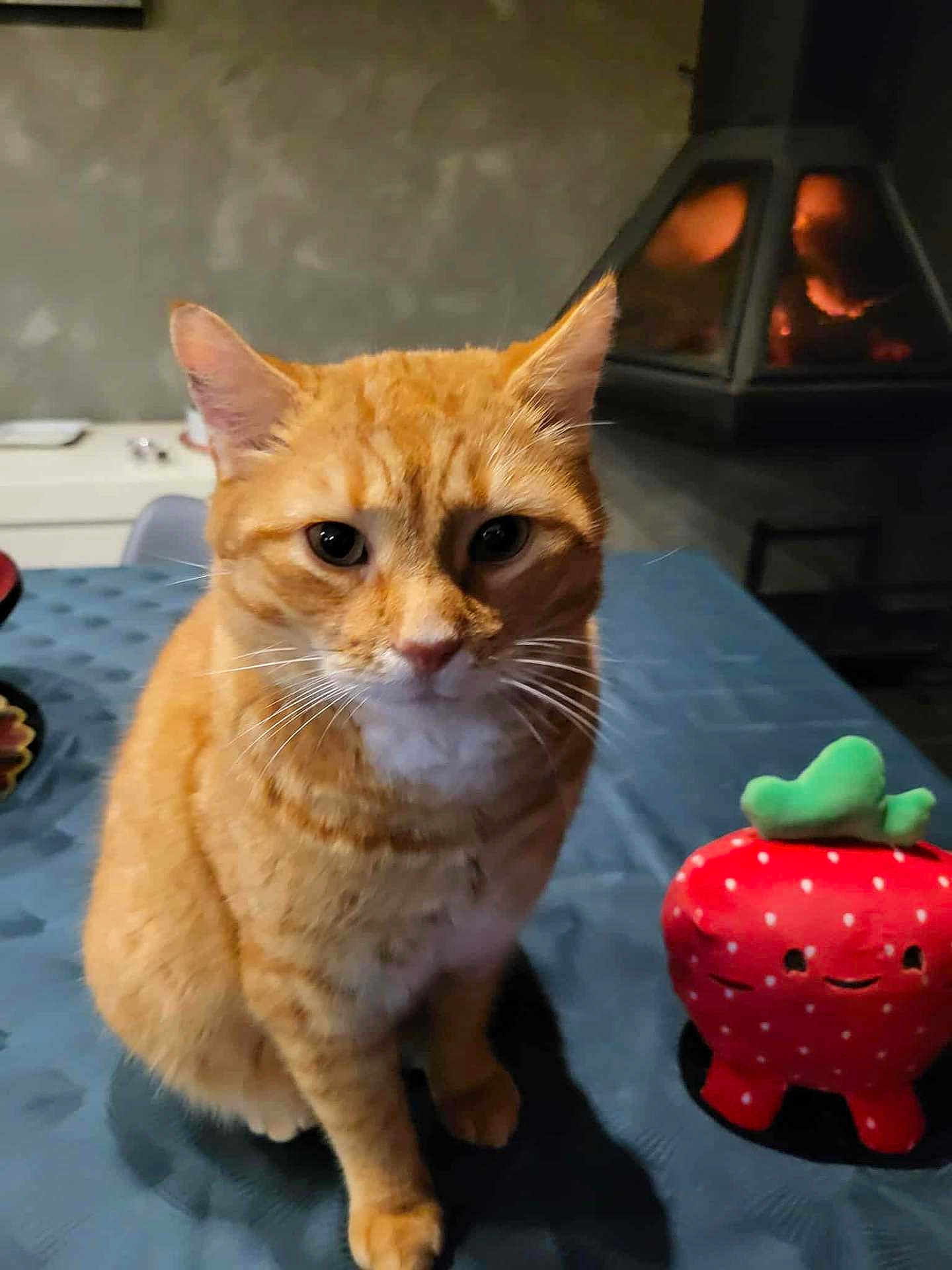 Biggie participe au concours pour gagner de l'argent avec cette photo : cat, orange_cat, tabby, indoor, table, tablecloth, plush_toy, strawberry_toy, fireplace, cozy, pet, animal, feline, cute, whiskers, ears, sitting, looking, closeup, domestic