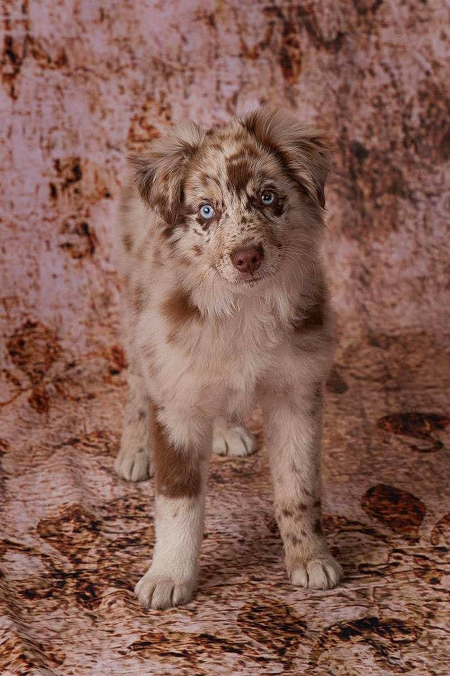 Hudson joined the competition — help win amazing prizes! canidae, carnivore, companion_dog, dog, dog_breed, fawn, fur, liver, snout, soil, sporting_group, terrestrial_animal, terrier, toy_dog, whiskers, working_animal