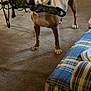 Mozzarella joined the competition — help win amazing prizes! dog, indoor, toy, carpet, plaid_furniture, living_room, pet, brown_dog, playful, canine, standing, mouth_holding, collar, domestic_animal, furniture, couch, table, home, animal, pet_toy