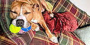 Mozzarella is registered to the contest to win money with this photo: dog, tennis_ball, couch, plaid, brown_dog, resting, indoor, pet, cozy, blanket, pillow, sleeping, relaxed, tongue, ears, fur, home, animal, canine, comfort