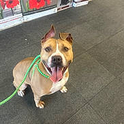 Mozzarella is registered to the contest to win money with this photo: dog, happy, leash, floor, store, price_tag, brown_dog, pet, canine, tongue_out, ears, looking_up, indoor, smiling, animal, paw, friendly, waiting, playful, cute