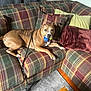 Mozzarella joined the competition — help win amazing prizes! dog, brown_dog, tennis_ball, couch, plaid, pillow, blanket, carpet, jump_rope, indoor, pet, animal, living_room, wooden_table, resting, playful, furniture, household, canine, domestic