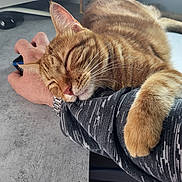 Wasabi participe au concours pour gagner de l'argent avec cette photo : cat, orange_tabby, sleeping_cat, human_arm, computer_mouse, desk, monitor, home_office, wristwatch, cozy, resting, pet, fur, close_up, contentment, indoor, hand, casual_clothing, technology, relaxation