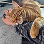 cat, orange_tabby, sleeping_cat, human_arm, computer_mouse, desk, monitor, home_office, wristwatch, cozy, resting, pet, fur, close_up, contentment, indoor, hand, casual_clothing, technology, relaxation