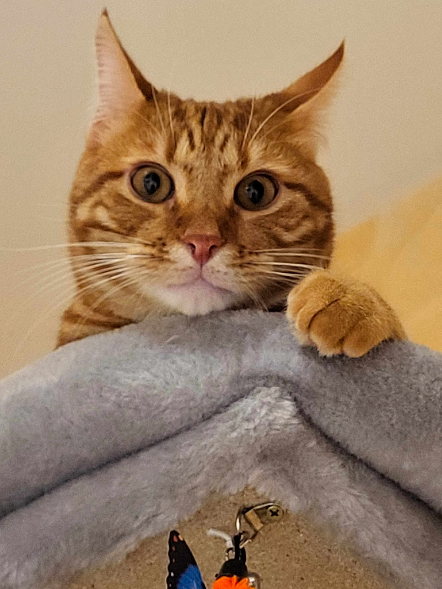 Wasabi