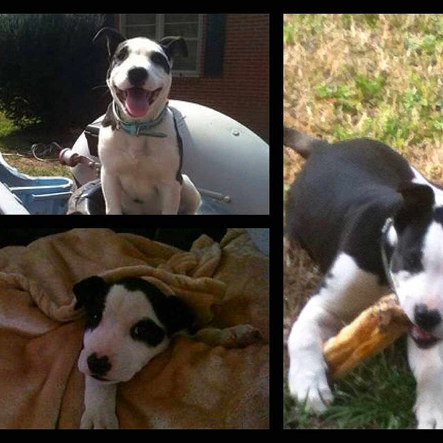 Harley joined the competition — help win amazing prizes!