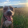 animal, canine, closeup, clouds, collar, daylight, dog, field, grass, greenery, happy, leash, mammal, nature, outdoor, pet, sky, smiling, sunset, tongue_out