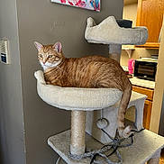 Lt is registered to the contest to win money with this photo: cat, orange_tabby, cat_tree, plush, indoor, furniture, pet, animal, relaxed, home, kitchen, cabinet, painting, wall, toy, rope, water_bottle, table, domestic, comfort