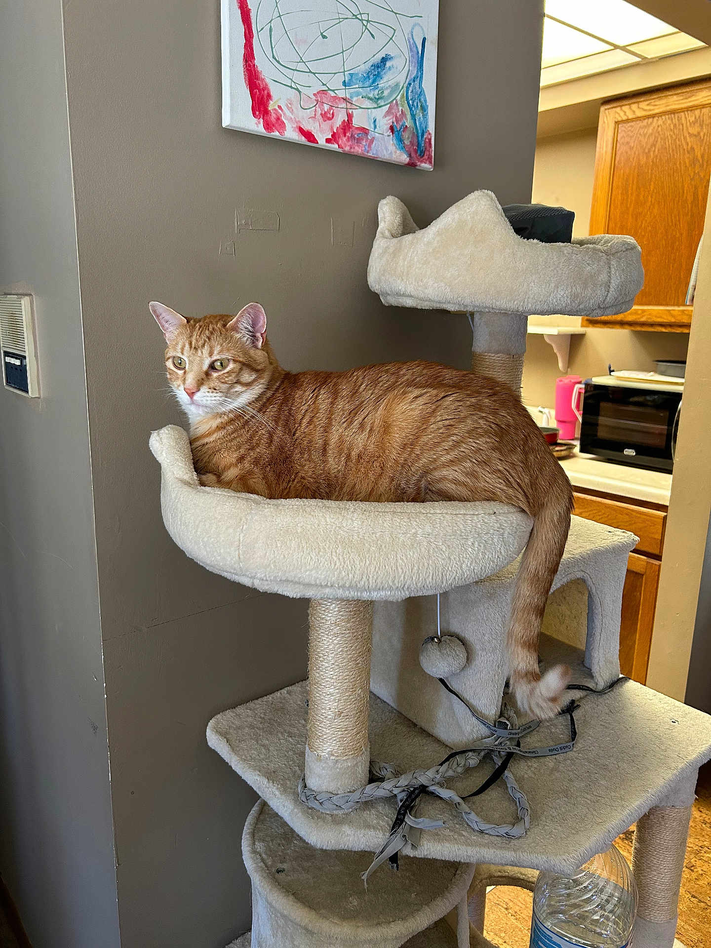 Lt is registered to the contest to win money with this photo: cat, orange_tabby, cat_tree, plush, indoor, furniture, pet, animal, relaxed, home, kitchen, cabinet, painting, wall, toy, rope, water_bottle, table, domestic, comfort