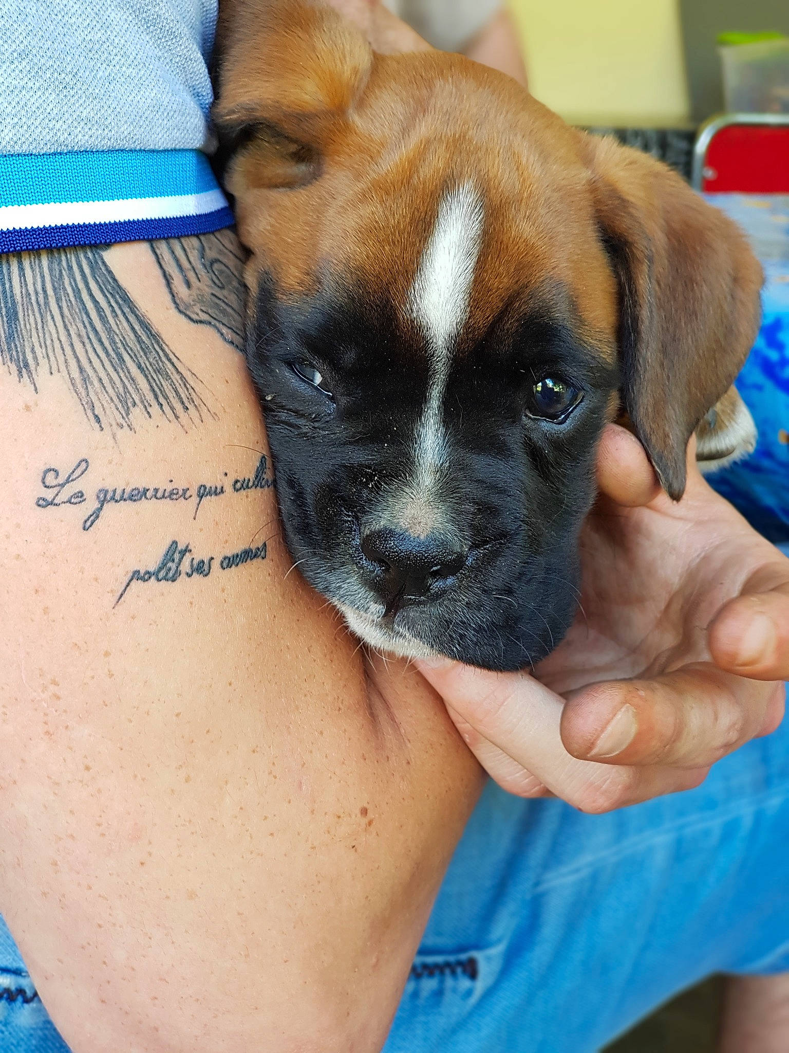 Sayko a rejoint le concours — aidez-le/la à gagner de superbes lots ! black_mouth_cur, boerboel, boxer, bullmastiff, canidae, carnivore, companion_dog, dog, dog_breed, english_mastiff, fawn, mammal, molosser, puppy, snout, sporting_group, valley_bulldog, working_dog