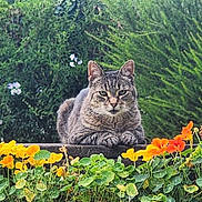 Croquette a rejoint le concours — aidez-le/la à gagner de superbes lots ! animal, cat, close_up, cute, flowers, foliage, garden, greenery, leaf, nature, orange_flowers, outdoor, peaceful, pet, plant, resting, summer, tabby_cat, wall, yellow_flowers