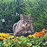 animal, cat, close_up, cute, flowers, foliage, garden, greenery, leaf, nature, orange_flowers, outdoor, peaceful, pet, plant, resting, summer, tabby_cat, wall, yellow_flowers