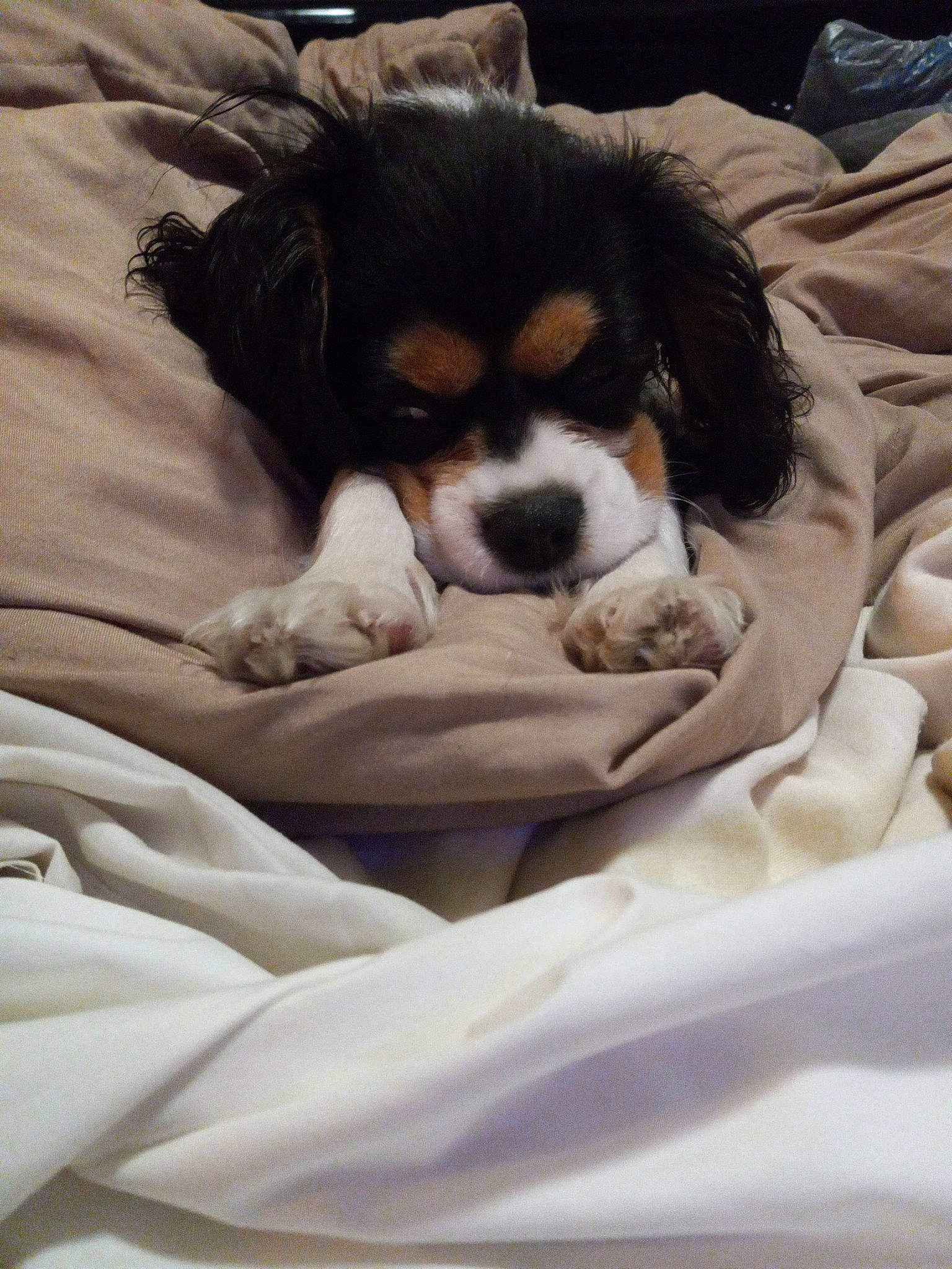 Cloe is registered to the contest to win money with this photo: beaglier, bored, canidae, carnivore, cavalier_king_charles_spaniel, comfort, companion_dog, dog, dog_breed, fur, king_charles_spaniel, liver, mammal, snout, spaniel, sporting_group, terrestrial_animal, toy_dog, working_animal