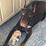 Maple joined the competition — help win amazing prizes! doberman, dog, pet, toy, plush_toy, carpet, indoor, floor, ears, collar, name_tag, brown, black, animal, canine, looking_up, lying_down, home, kitchen, curious