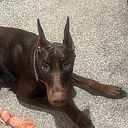 Maple is registered to the contest to win money with this photo: doberman, dog, pet, toy, rope_toy, carpet, brown_dog, lying_down, indoor, animal, canine, collar, chain_collar, looking_at_camera, playful, furniture, floor, domestic_animal, close_up, ears_up
