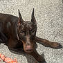 doberman, dog, pet, toy, rope_toy, carpet, brown_dog, lying_down, indoor, animal, canine, collar, chain_collar, looking_at_camera, playful, furniture, floor, domestic_animal, close_up, ears_up