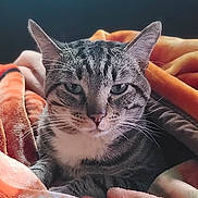 Mr Stripes joined the competition — help win amazing prizes! cat, tabby_cat, pet, animal, feline, whiskers, ears, blanket, cozy, soft, warm_colors, indoor, closeup, portrait, resting, fur, cute, domestic_cat, sleepy, relaxed