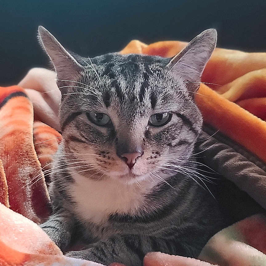Mr Stripes joined the competition — help win amazing prizes! animal, blanket, cat, closeup, cozy, cute, domestic_cat, ears, feline, fur, indoor, pet, portrait, relaxed, resting, sleepy, soft, tabby_cat, warm_colors, whiskers