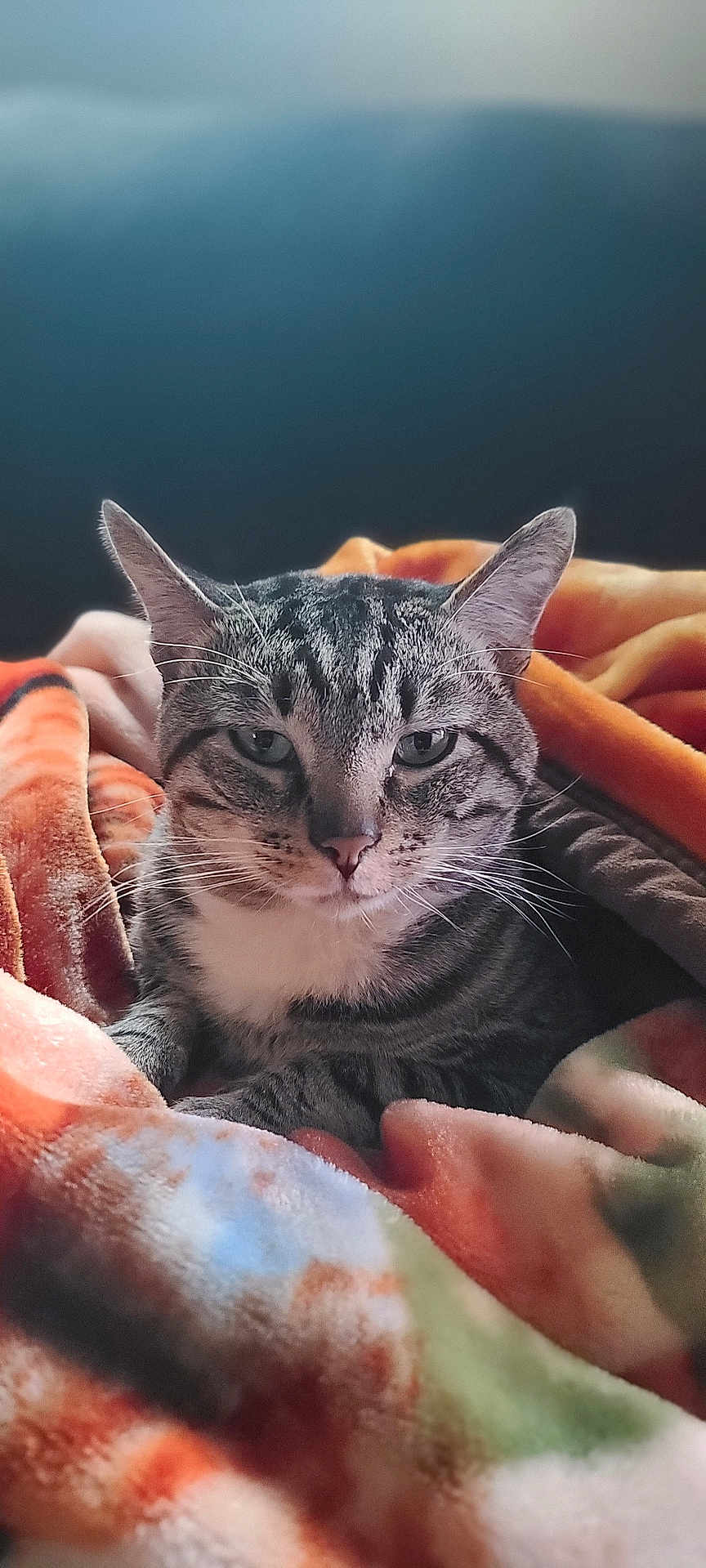 Mr Stripes joined the competition — help win amazing prizes! cat, tabby_cat, pet, animal, feline, whiskers, ears, blanket, cozy, soft, warm_colors, indoor, closeup, portrait, resting, fur, cute, domestic_cat, sleepy, relaxed
