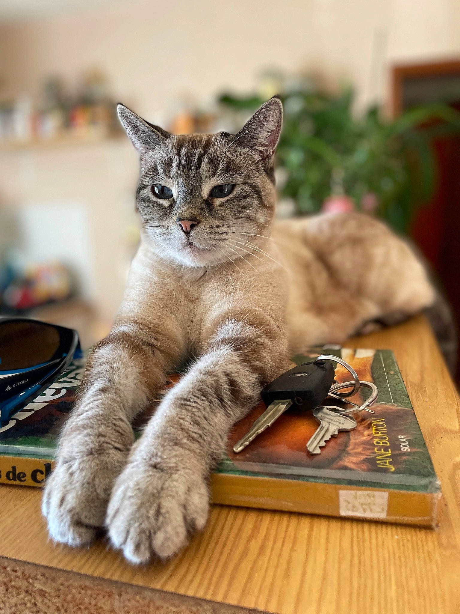 Mémé participe au concours pour gagner de l'argent avec cette photo : carnivore, cat, claw, domestic_short_haired_cat, fawn, felidae, flooring, fur, grey, hardwood, houseplant, paw, pet_supply, photo_caption, plant, small_to_medium_sized_cats, snout, tail, whiskers, wood