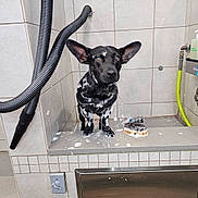 Gizmo joined the competition — help win amazing prizes! dog, soap, bath, tiled_wall, cleaning_brush, large_ears, black_and_white, wet, indoor, bathroom, curious, small_dog, plumbing, hose, cleaning_supplies, pet_bath, soapy_water, animal, floor, tile