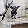 dog, soap, bath, tiled_wall, cleaning_brush, large_ears, black_and_white, wet, indoor, bathroom, curious, small_dog, plumbing, hose, cleaning_supplies, pet_bath, soapy_water, animal, floor, tile