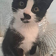 Nino a rejoint le concours — aidez-le/la à gagner de superbes lots ! animal, black_and_white, cat, closeup, curious, cute, ears, feline, fur, indoor, kitten, paws, pet, portrait, sequin_cushion, sitting, small, tuxedo_cat, whiskers, young