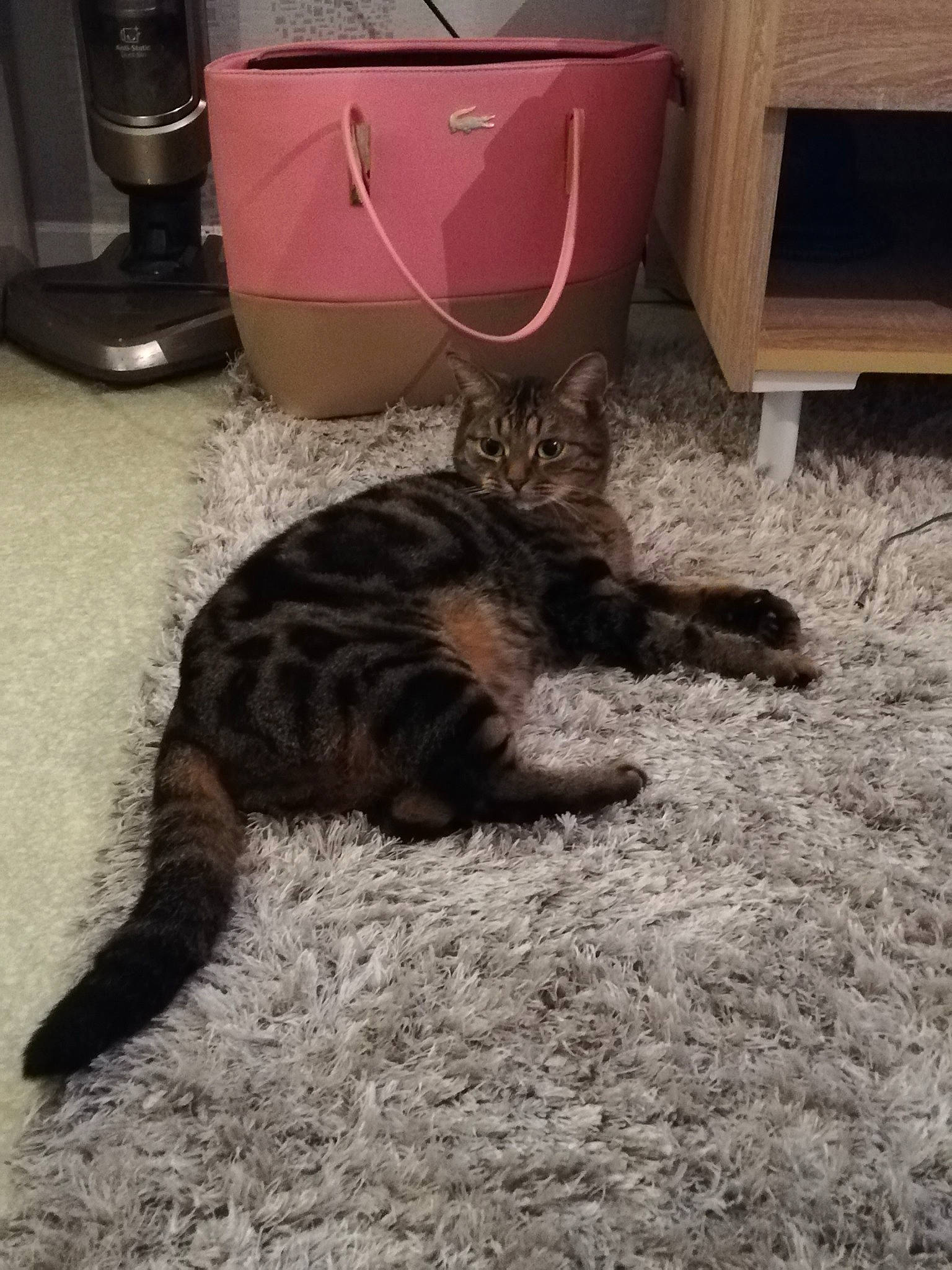 Zoukette participe au concours pour gagner de l'argent avec cette photo : carnivore, cat, domestic_short_haired_cat, european_shorthair, felidae, floor, fur, kitten, maine_coon, small_to_medium_sized_cats, tabby_cat, tail, whiskers