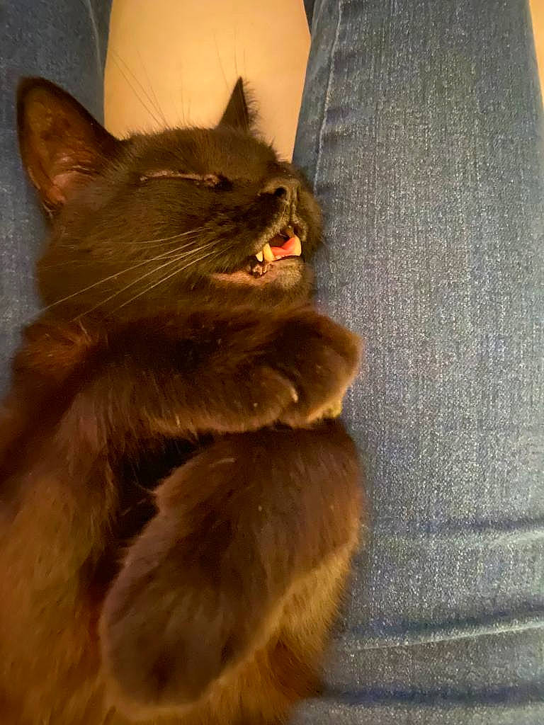 Sid joined the competition — help win amazing prizes! black_cat, british_longhair, carnivore, cat, claw, comfort, domestic_short_haired_cat, fawn, felidae, flooring, fur, grey, paw, small_to_medium_sized_cats, snout, tail, terrestrial_animal, whiskers