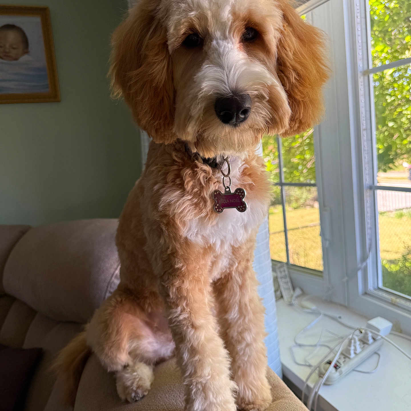 Bella is registered to the contest to win money with this photo: animal, bow, collar, couch, cute, daylight, dog, domestic, fluffy, fur, furniture, home, indoor, pet, portrait, relaxed, sitting, sunlight, tag, window