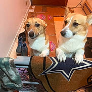 Mocha joined the competition — help win amazing prizes! dog, corgi, baby_gate, rug, cardboard, door, floor, boots, indoor, pet, animal, cute, brown, white, fur, ears, paws, looking, home, cozy