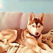 Mira joined the competition — help win amazing prizes! dog, husky, blue_eyes, pet, animal, couch, blanket, indoors, fur, collar, relaxed, canine, mammal, domestic_animal, snout, ears, paw, resting, home, furniture