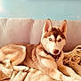 dog, husky, blue_eyes, pet, animal, couch, blanket, indoors, fur, collar, relaxed, canine, mammal, domestic_animal, snout, ears, paw, resting, home, furniture
