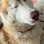 Mira joined the competition — help win amazing prizes! dog, close_up, indoor, furry, blurred, tongue_out, cozy, pillow, bed, sleepy, pet, animal, mammal, cute, fluffy, resting, domestic, canine, relaxed, soft