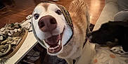 Mira joined the competition — help win amazing prizes! dog, husky, smiling, close_up, indoor, living_room, couch, headscarf, happy, pet, canine, animal, floor, wood_floor, table, decor, another_dog, furniture, domestic, cozy