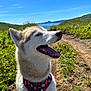 Mira is registered to the contest to win money with this photo: dog, husky, outdoor, nature, path, greenery, flowers, blue_sky, mountains, sunny, happy, pet, canine, animal, daytime, smiling, harness, walking, landscape, scenic