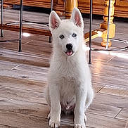 Alpha a rejoint le concours — aidez-le/la à gagner de superbes lots ! animal, blue_eyes, chair, cute, dog, domestic, ears, floor_tiles, fur, furniture, indoor, kitchen, pet, puppy, sitting, table, tongue_out, white_dog, wooden_floor, young_dog