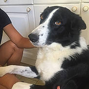 Bandit participe au concours pour gagner de l'argent avec cette photo : animal, arm, black_and_white, brown_eyes, cabinet, calm, close_up, dog, domestic, floor, fur, gentle, holding, indoor, kitchen, paw, person, pet, sitting, tile_floor