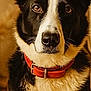 Bandit a rejoint le concours — aidez-le/la à gagner de superbes lots ! dog, black_and_white, red_collar, pet, portrait, indoors, close_up, animal, canine, fur, ears, nose, face, looking_at_camera, domestic_animal, cute, mammal, friendly, alert, sitting