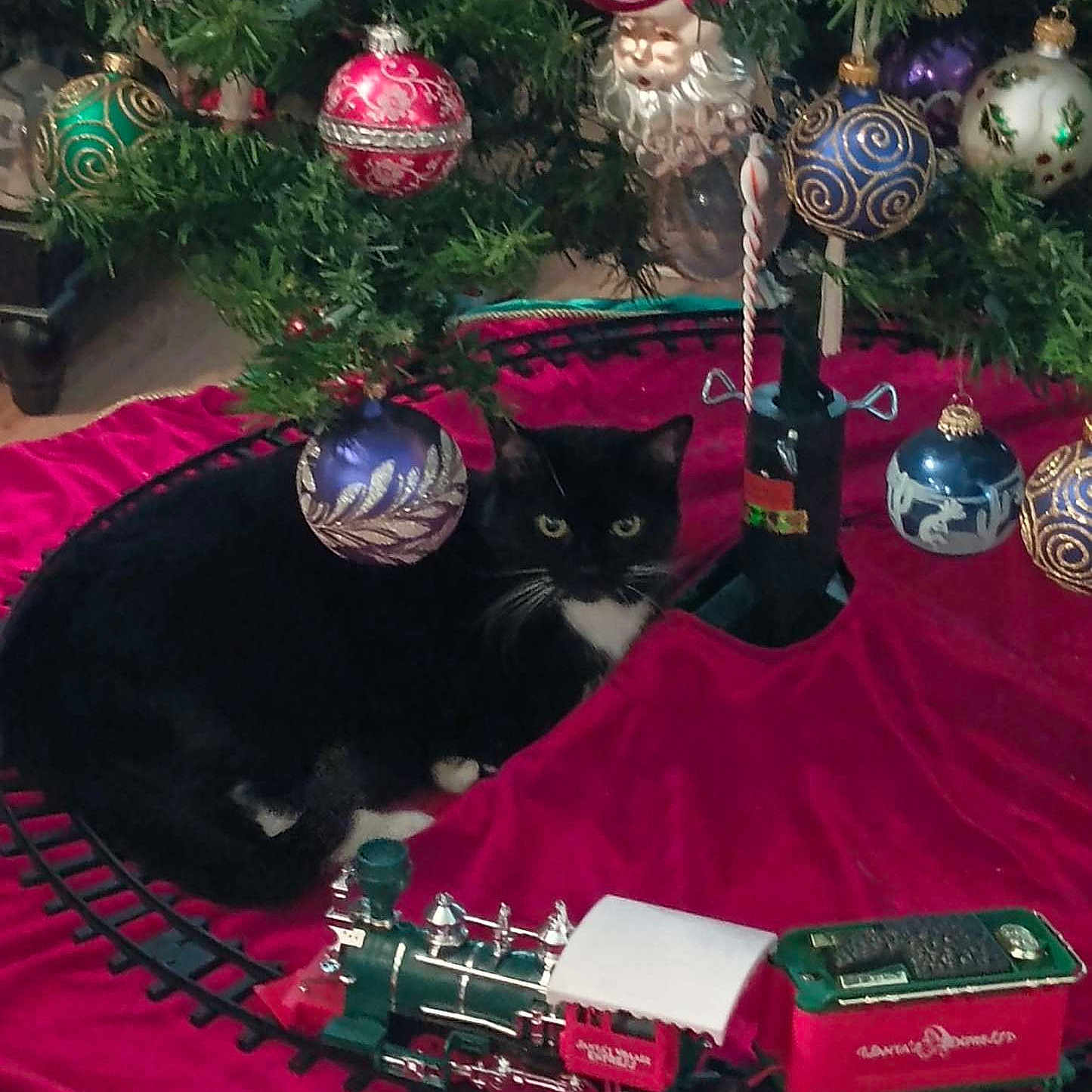 Zorra joined the competition — help win amazing prizes! black_cat, cat, christmas_tree, cozy, curious, decorations, festive, floor, green, holiday, holiday_decor, indoor, ornaments, pet, red, toy_train, train_set, tree_skirt, whiskers, white_paws