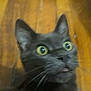 black_cat, cat, pet, animal, close_up, wide_eyes, surprised_expression, whiskers, ears, mouth, wooden_floor, indoor, fur, face, looking_up, domestic_cat, feline, blurred, closeup, background