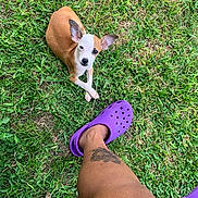 Gordon Robert Taco is registered to the contest to win money with this photo: dog, puppy, grass, greenery, outdoor, pet, animal, ear, leg, tattoo, purple_crocs, footwear, casual, relaxing, summer, nature, cute, small_dog, looking_up, resting