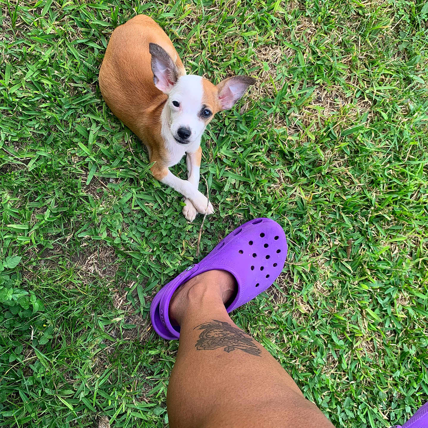 Gordon Robert Taco is registered to the contest to win money with this photo: animal, casual, cute, dog, ear, footwear, grass, greenery, leg, looking_up, nature, outdoor, pet, puppy, purple_crocs, relaxing, resting, small_dog, summer, tattoo