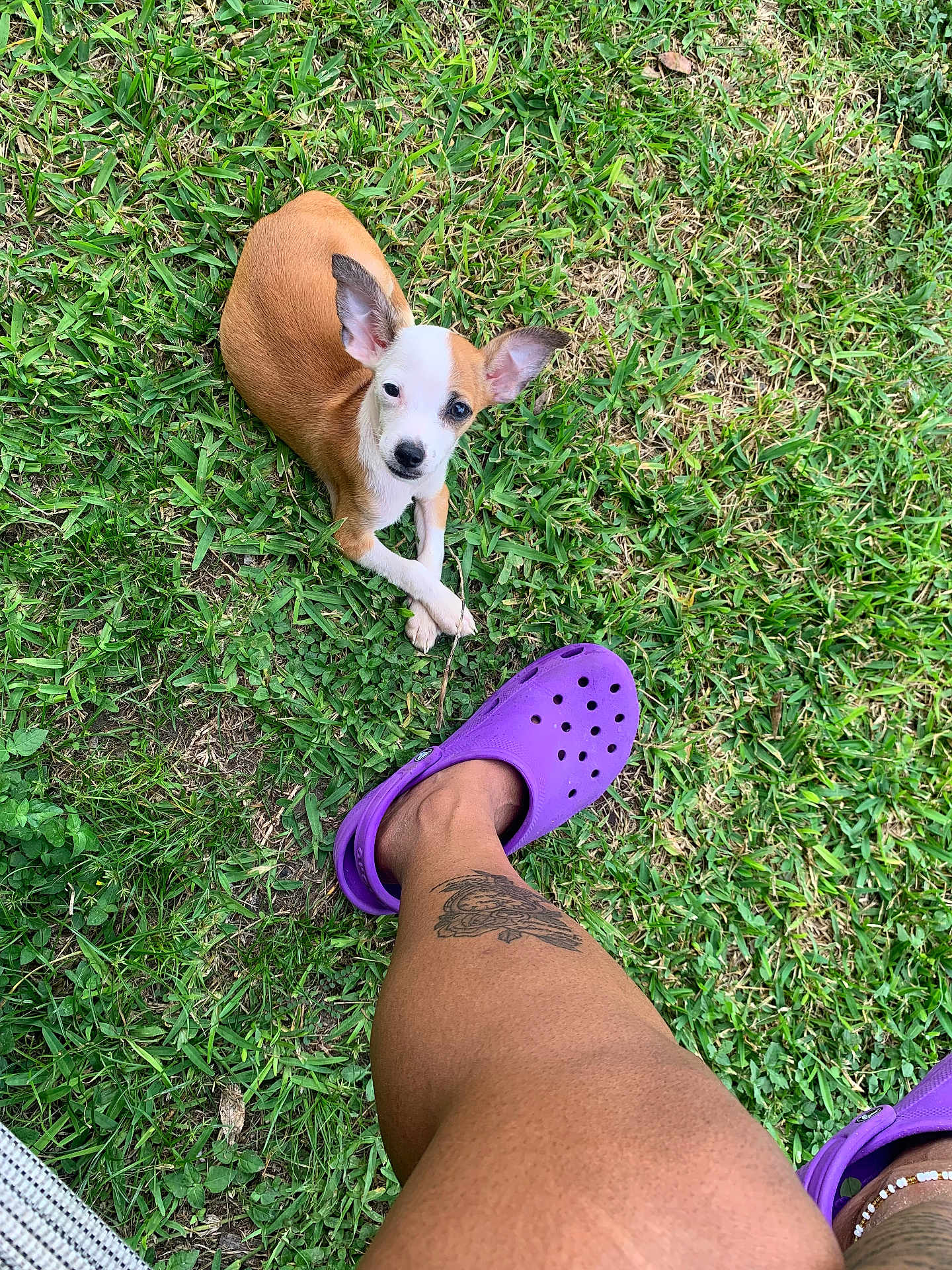 Gordon Robert Taco is registered to the contest to win money with this photo: dog, puppy, grass, greenery, outdoor, pet, animal, ear, leg, tattoo, purple_crocs, footwear, casual, relaxing, summer, nature, cute, small_dog, looking_up, resting