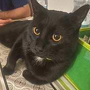 Milou participe au concours pour gagner de l'argent avec cette photo : black_cat, yellow_eyes, cat, indoor, table, patterned_tablecloth, person, arm, water_bottle, green_basket, domestic_animal, pet, feline, close_up, whiskers, curious, resting, indoor_lighting, home, animal