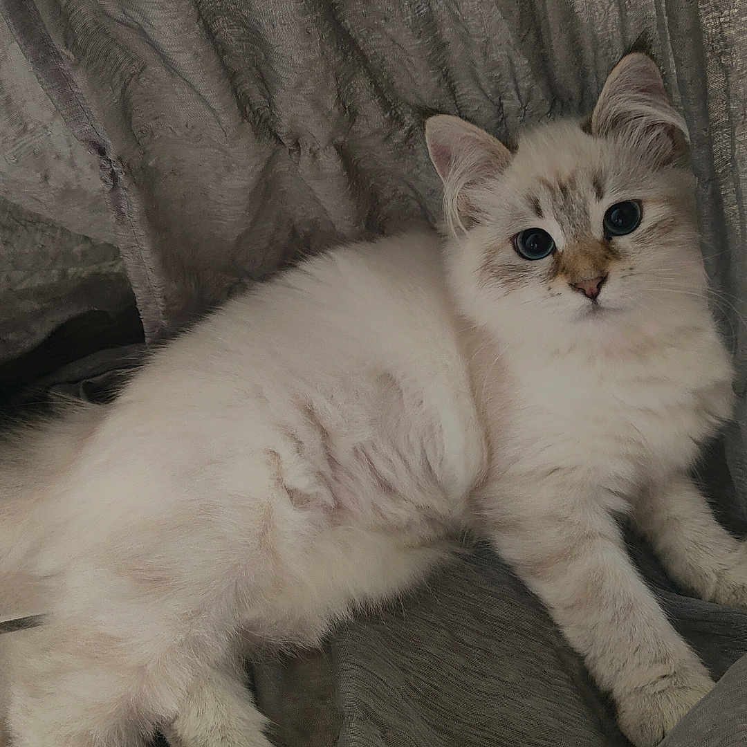 Zazu Du Siberdoll a rejoint le concours — aidez-le/la à gagner de superbes lots ! abyssinian, angora, animal, cat, couch, furniture, homedecor, kitten, linen, manx, pet, siamese