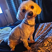 Plume participe au concours pour gagner de l'argent avec cette photo : animal, bed, blanket, collar, companion, cozy, curious, curtains, cute, dog, domestic, fur, furniture, home, indoor, looking_up, pattern, pet, portrait, small_dog