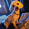 animal, bed, blanket, collar, companion, cozy, curious, curtains, cute, dog, domestic, fur, furniture, home, indoor, looking_up, pattern, pet, portrait, small_dog
