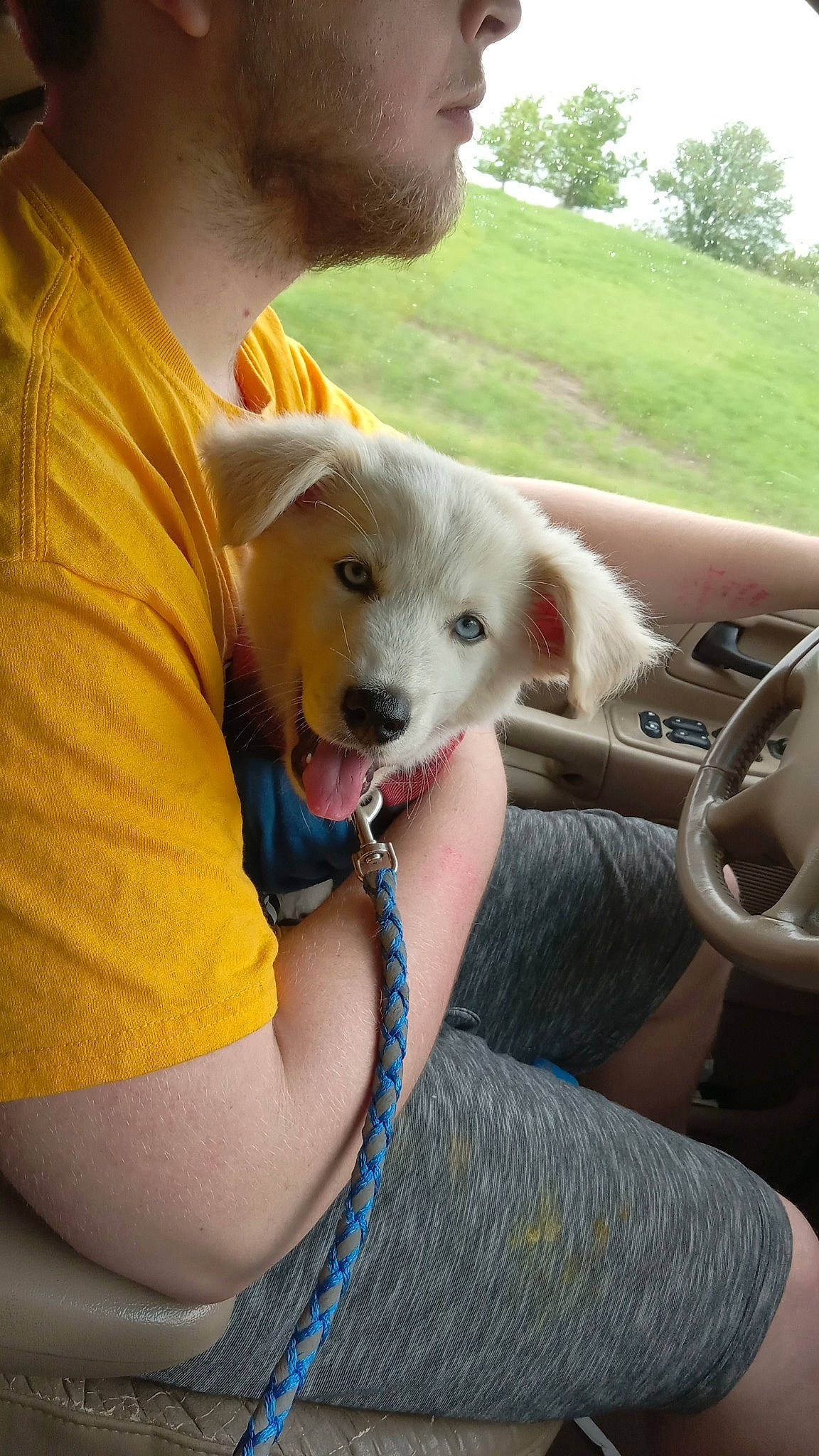 Buddy is registered to the contest to win money with this photo: auto_part, automotive_exterior, car, car_seat, carnivore, companion_dog, dog, dog_breed, family_car, fawn, grass, plant, sitting, sky, sporting_group, steering_wheel, tree, vehicle, vehicle_door, windshield